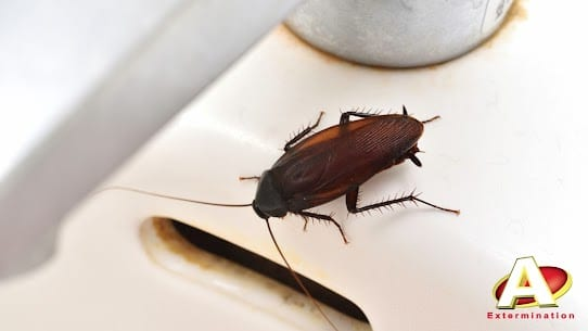 Exterminateur Coquerelles