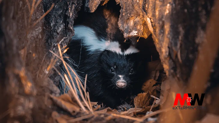 Exterminateur Moufette Granby