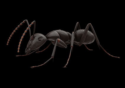 Exterminateur Fourmis